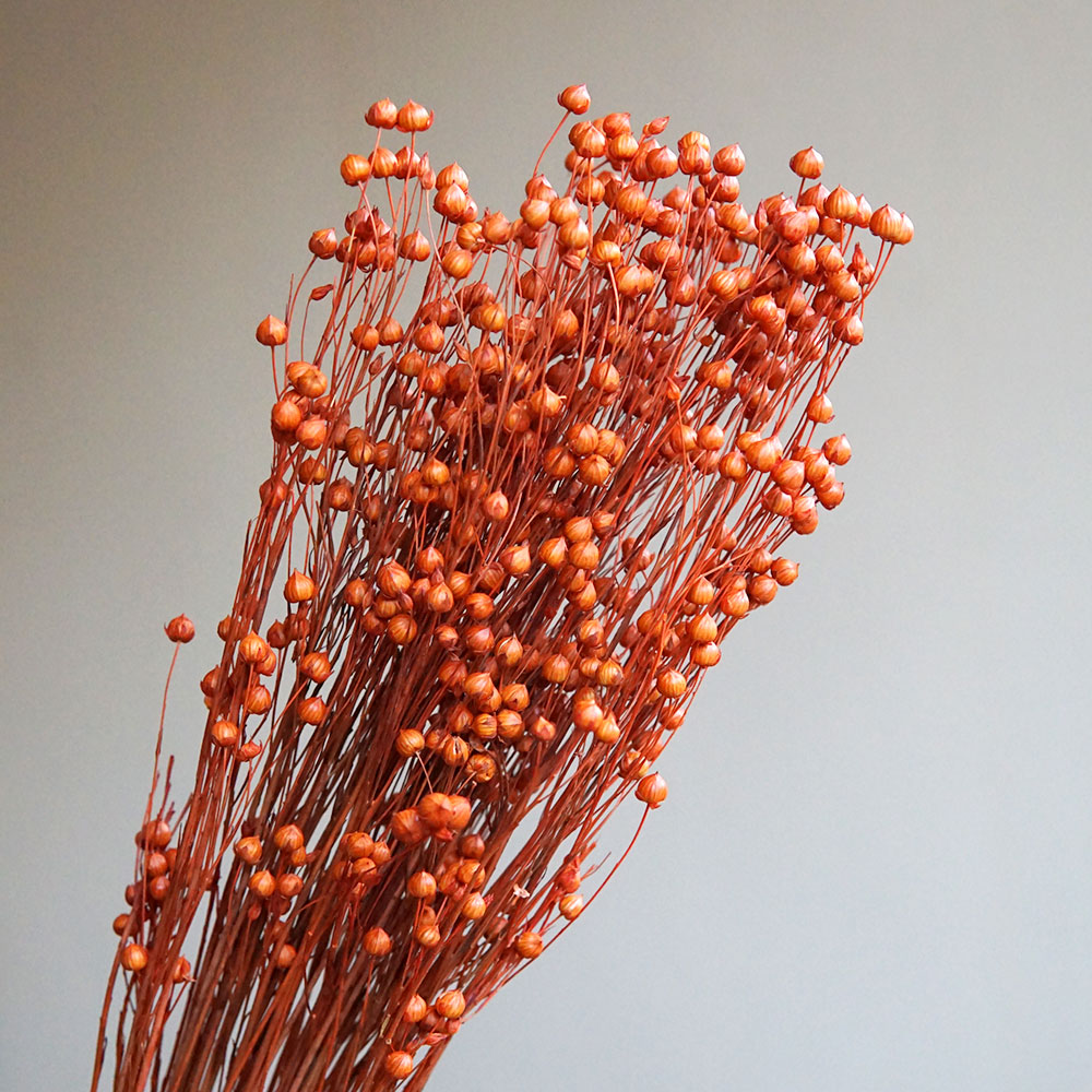 35g/Preserved Ormosia Hosiei N - Dried Flower Bouquet 评论和价格
