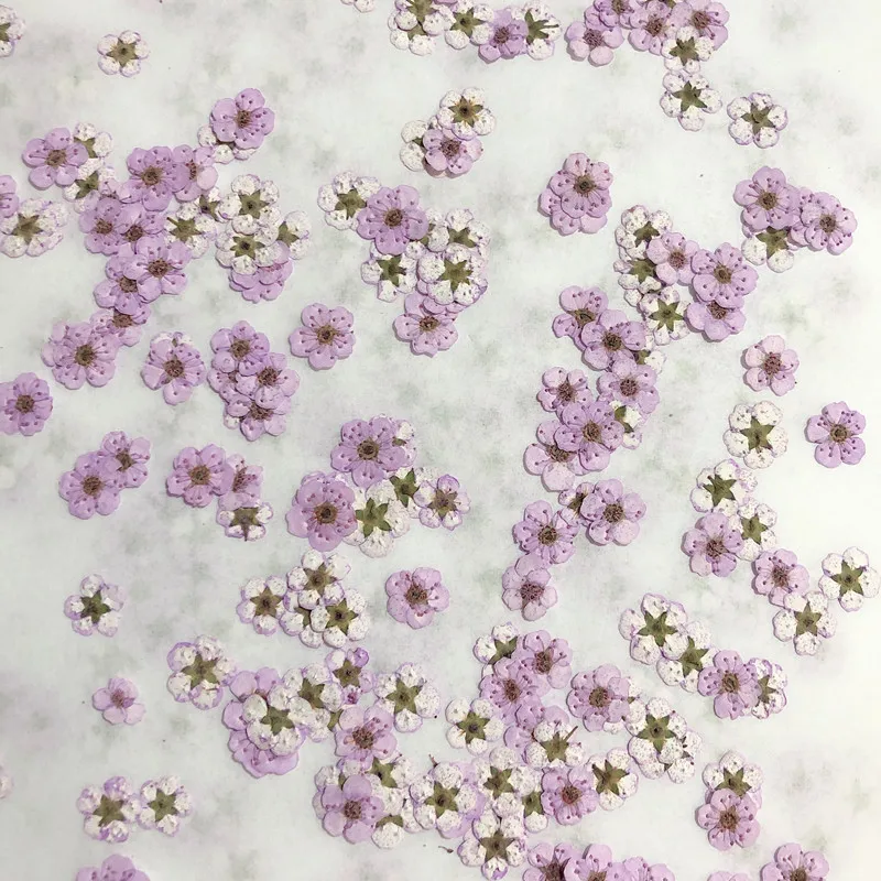 Pressed Mini Narcissus Dried F - Dried Flower Bouquet 评论和价格
