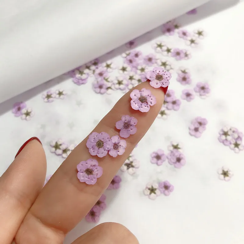 Pressed Mini Narcissus Dried F - Dried Flower Bouquet 评论和价格