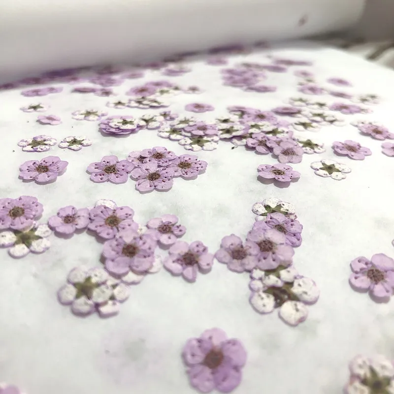 Pressed Mini Narcissus Dried F - Dried Flower Bouquet 评论和价格
