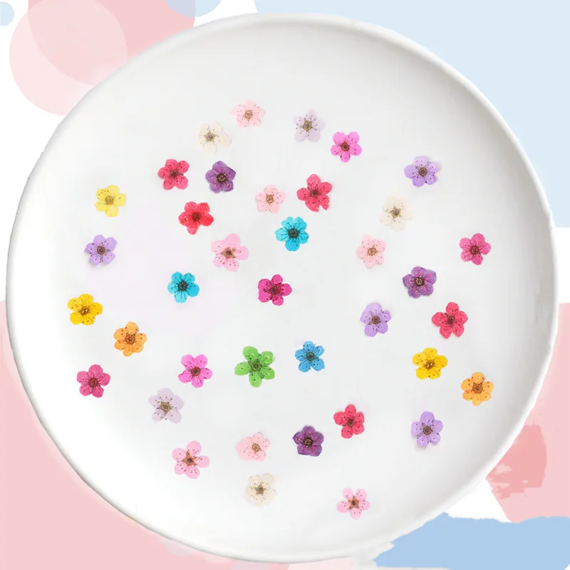 Pressed Mini Narcissus Dried F - Dried Flower Bouquet 评论和价格