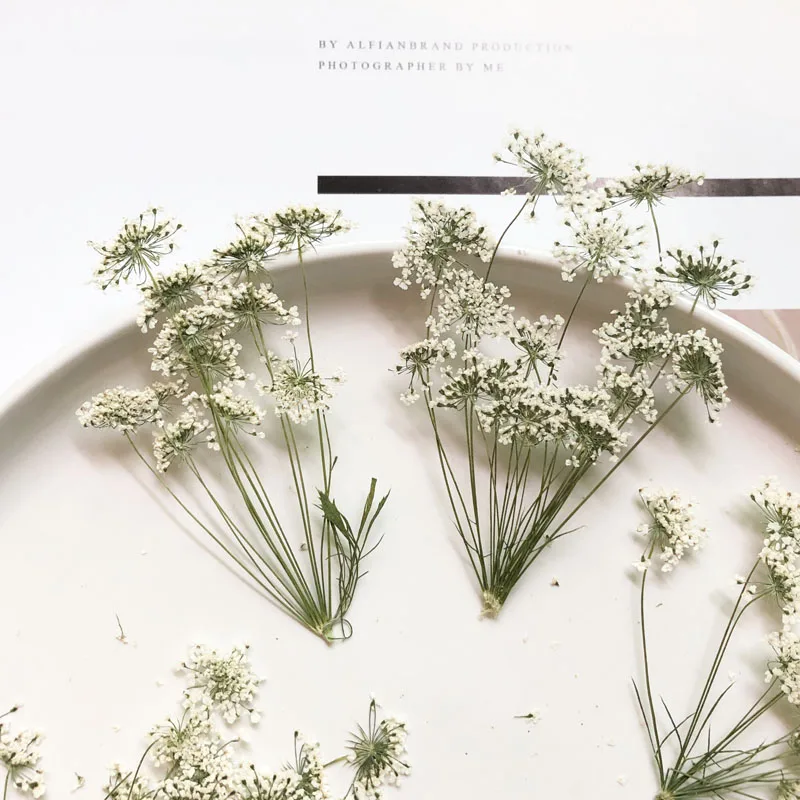 5-7cm/12pcs,Snow Tiny Flowers  - Dried Flower Bouquet 评论和价格