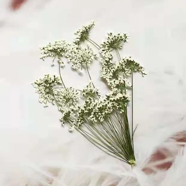 5-7cm/12pcs,Snow Tiny Flowers  - Dried Flower Bouquet 评论和价格