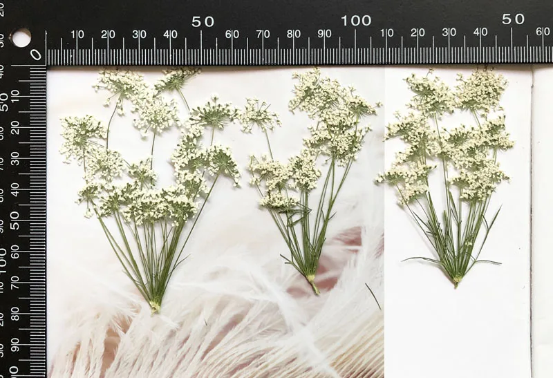 5-7cm/12pcs,Snow Tiny Flowers  - Dried Flower Bouquet 评论和价格