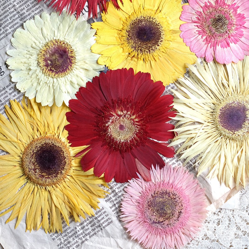 1pcs/7-9cm,Pressed Gerbera Dri - Dried Flower Bouquet 评论和价格