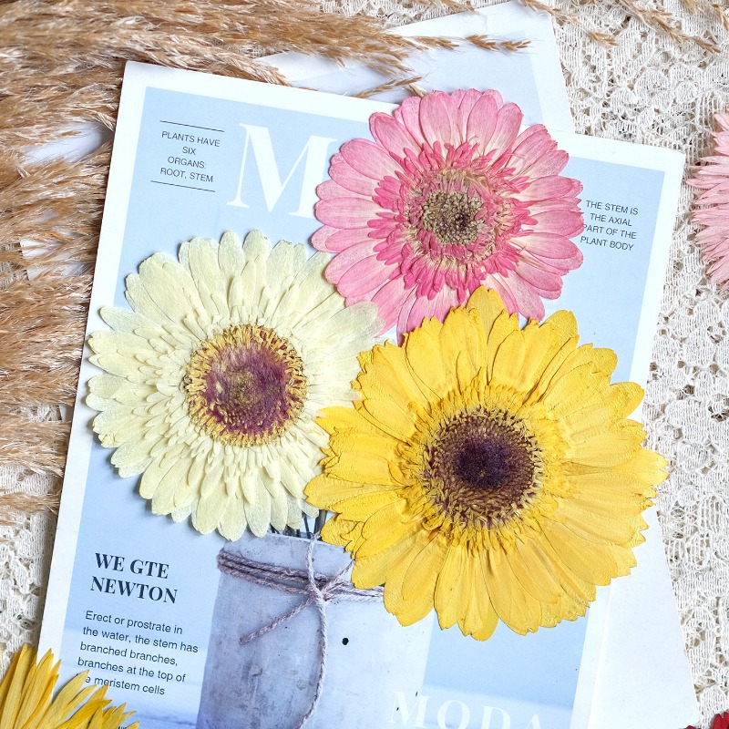 1pcs/7-9cm,Pressed Gerbera Dri - Dried Flower Bouquet 评论和价格
