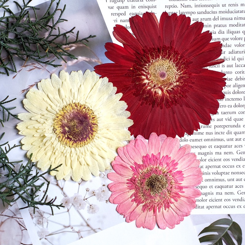 1pcs/7-9cm,Pressed Gerbera Dri - Dried Flower Bouquet 评论和价格