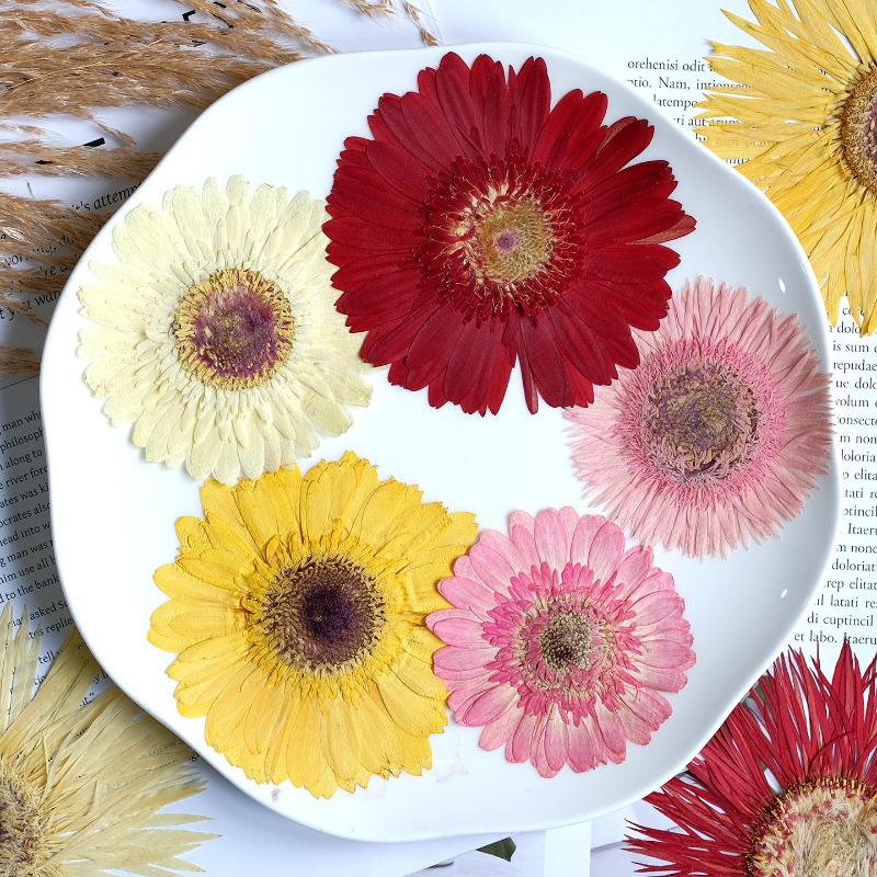 1pcs/7-9cm,Pressed Gerbera Dri - Dried Flower Bouquet 评论和价格